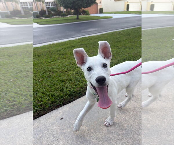 Medium Photo #5 Unknown-white german shepherd Mix Puppy For Sale in Royal Palm Beach, FL, USA