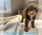 Small #4 Bernedoodle (Miniature)