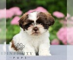 Image preview for Ad Listing. Nickname: Max