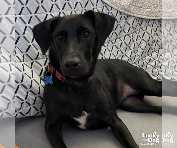 Medium Photo #2 Labrador Retriever-Unknown Mix Puppy For Sale in Washington, DC, USA