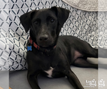Small Photo #2 Labrador Retriever-Unknown Mix Puppy For Sale in Washington, DC, USA
