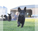 Small Photo #1 Sheprador Puppy For Sale in LOMA, CO, USA