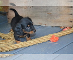 Small Photo #9 Dachshund Puppy For Sale in GREENWOOD, WI, USA