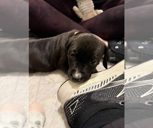 Medium Photo #7 Golden Retriever-Unknown Mix Puppy For Sale in Wenonah, NJ, USA