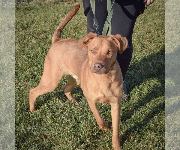 Medium Photo #5 Labralas Puppy For Sale in Huntley, IL, USA