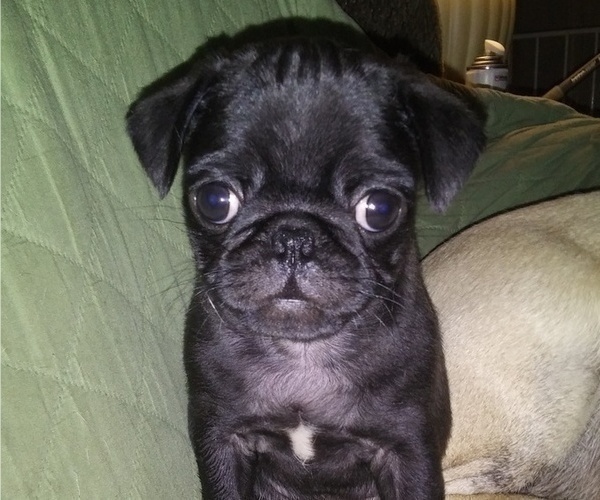 Medium Photo #1 Pug Puppy For Sale in FORT WAYNE, IN, USA