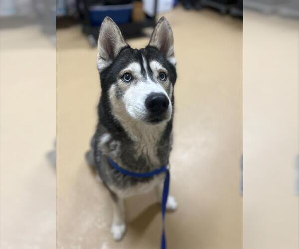 Medium Photo #1 Siberian Husky Puppy For Sale in Chula Vista, CA, USA