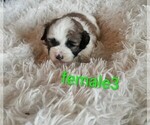 Small #3 Maltese-Silky Cocker Mix