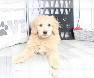 Goldendoodle (Miniature) Puppy for sale in MARIETTA, GA, USA