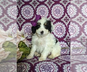 Miniature Bernedoodle Puppy for sale in OXFORD, PA, USA