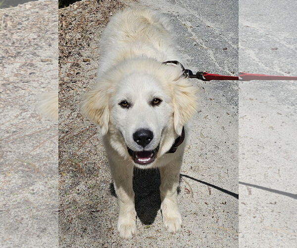 Medium Photo #5 Great Pyrenees Puppy For Sale in Croydon, NH, USA