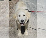 Small #4 Great Pyrenees