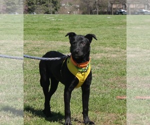 Labrador Retriever-Unknown Mix Dogs for adoption in Munford, TN, USA