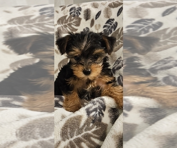 Medium Photo #3 Yorkshire Terrier Puppy For Sale in SALEM, OR, USA