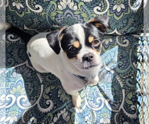 Chug Dogs for adoption in St. Louis Park, MN, USA