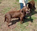 Small Photo #1 Labrador Retriever Puppy For Sale in ORANGE, MA, USA