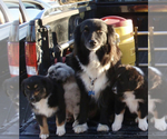 Small Photo #25 Australian Shepherd Puppy For Sale in SUNNYVALE, CA, USA