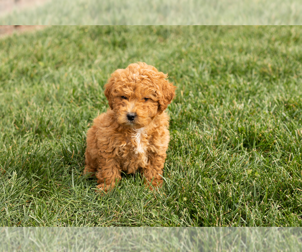 Medium Photo #4 Cock-A-Poo-Goldendoodle Mix Puppy For Sale in TOPEKA, IN, USA