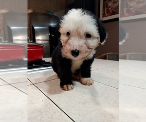 Old English Sheepdog Puppy for sale in SAN DIEGO, CA, USA