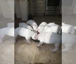 Small Dogo Argentino