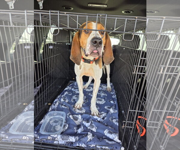 Medium Photo #5 Treeing Walker Coonhound-Unknown Mix Puppy For Sale in Crystal, MN, USA