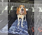 Small Photo #5 Treeing Walker Coonhound-Unknown Mix Puppy For Sale in Crystal, MN, USA