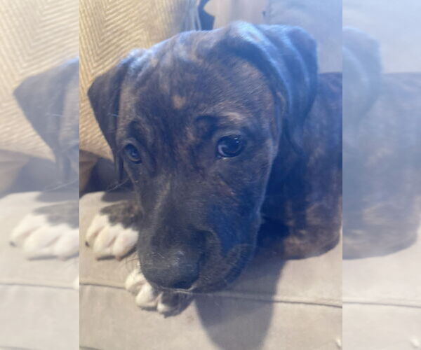 Medium Photo #2 American Pit Bull Terrier-Weimaraner Mix Puppy For Sale in Pottstown, PA, USA