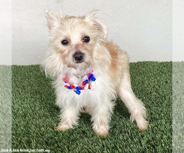 Medium Photo #4 Maltese-Unknown Mix Puppy For Sale in San Diego, CA, USA