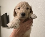 Puppy Puppy 6 Goldendoodle