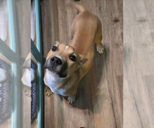 Black Mouth Cur-Unknown Mix Dogs for adoption in Sanford, FL, USA