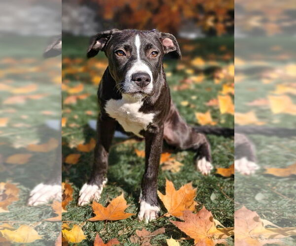 Medium Photo #1 American Pit Bull Terrier-Unknown Mix Puppy For Sale in Talladega, AL, USA
