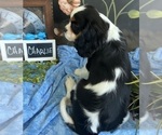 Small #7 Cavalier King Charles Spaniel