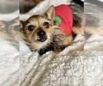 Small #3 Mutt
