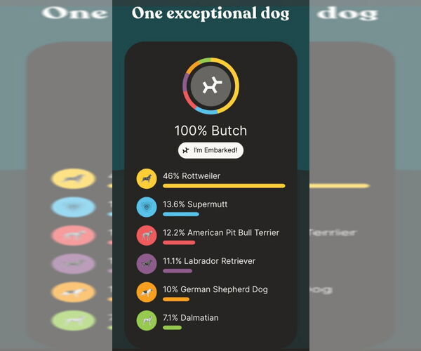 Medium Photo #18 Rottweiler-Unknown Mix Puppy For Sale in White Hall, AR, USA