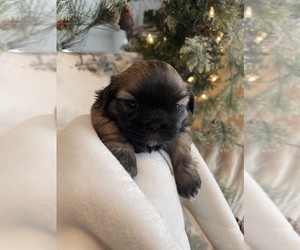 Shih Tzu Puppy for sale in CADILLAC, MI, USA