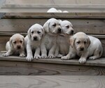 Small Photo #5 Labrador Retriever Puppy For Sale in MILLERSTOWN, PA, USA