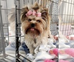 Small Photo #32 Yorkshire Terrier Puppy For Sale in HAYWARD, CA, USA