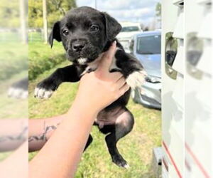 Mutt Dogs for adoption in Houston, TX, USA