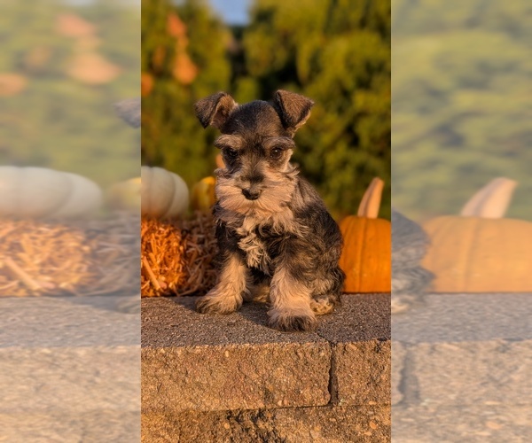 Medium Photo #16 Schnauzer (Miniature) Puppy For Sale in GOSHEN, IN, USA
