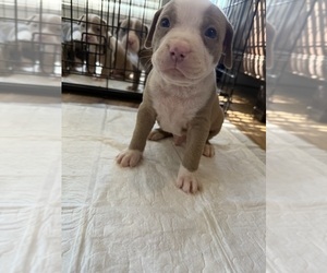American Pit Bull Terrier Puppy for sale in KELLER, TX, USA
