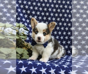 Pembroke Welsh Corgi Puppy for Sale in QUARRYVILLE, Pennsylvania USA