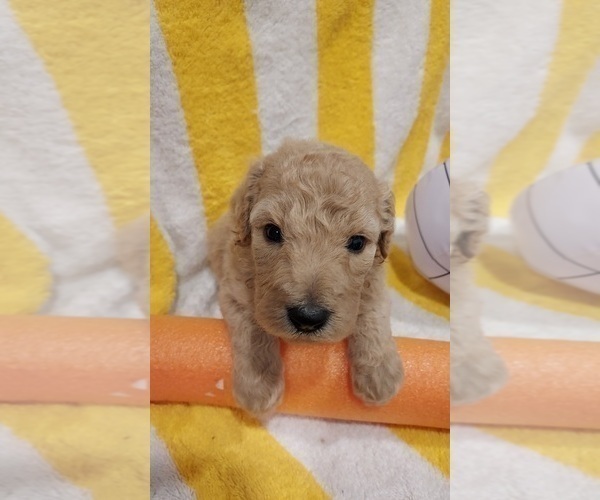 Medium Photo #36 Bordoodle Puppy For Sale in COPPERAS COVE, TX, USA