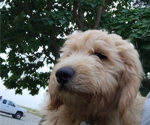Goldendoodle (Miniature) Puppy for Sale in GLENN, California USA