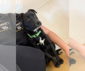 Chihuahua-Unknown Mix Dogs for adoption in Hinton, WV, USA