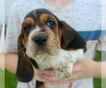Small #12 Basset Hound