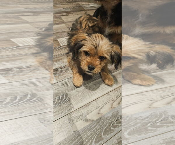 Medium Photo #2 ShiChi Puppy For Sale in Oakhurst, NJ, USA