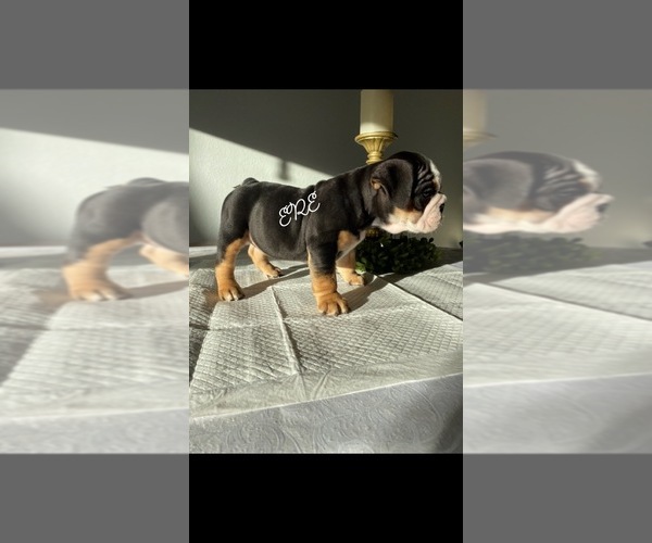 Medium Photo #1 English Bulldog Puppy For Sale in ATWATER, CA, USA
