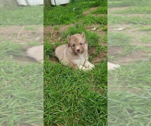 Siberian Husky Puppy for sale in PROVIDENCE, RI, USA