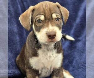 Chihuahua-Unknown Mix Dogs for adoption in San Diego, CA, USA