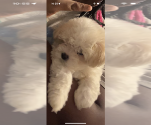 Maltipoo-Poodle (Miniature) Mix Puppy for sale in DURHAM, NC, USA